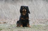 CAVALIER KING CHARLES 816